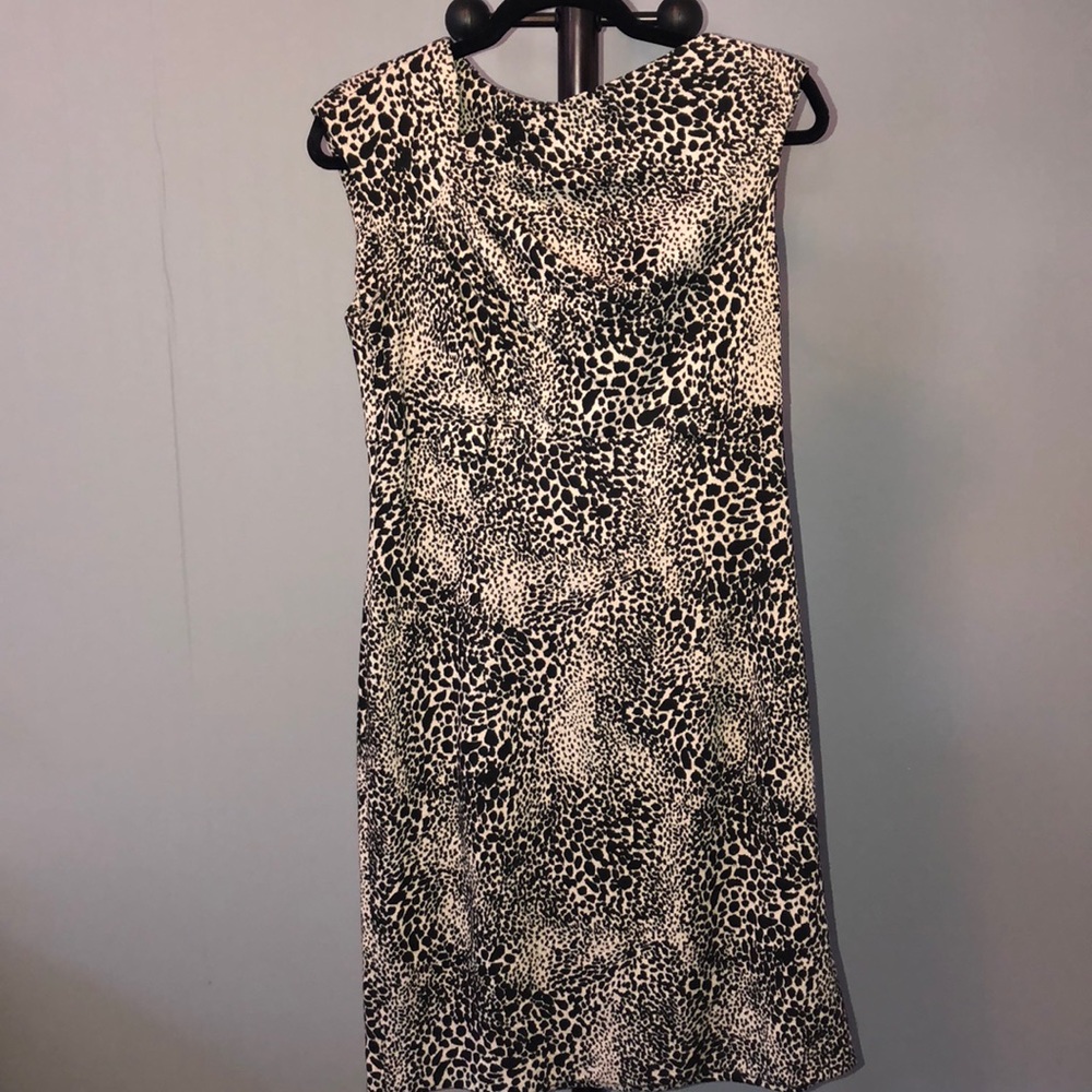 Crazy for cheetah